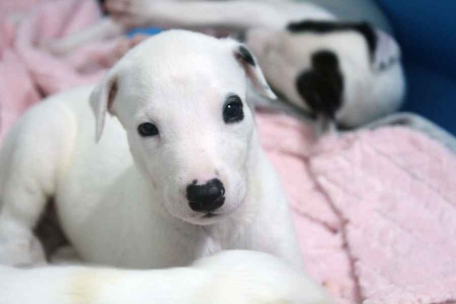 cuccioli levriero 