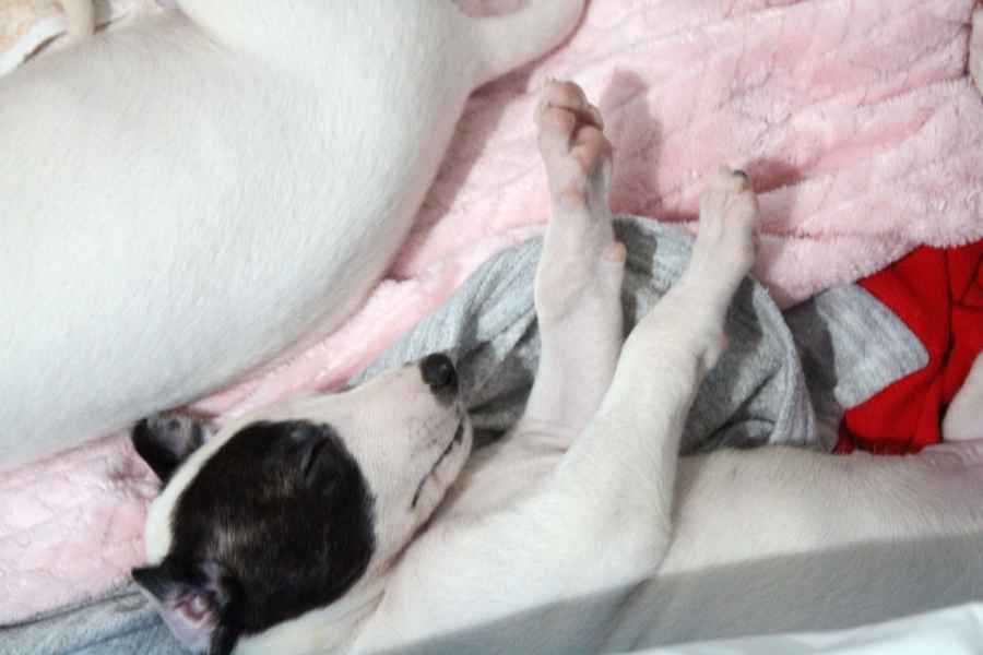 cuccioli levriero 