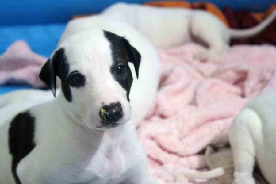 cuccioli levriero 