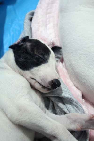 cuccioli levriero 