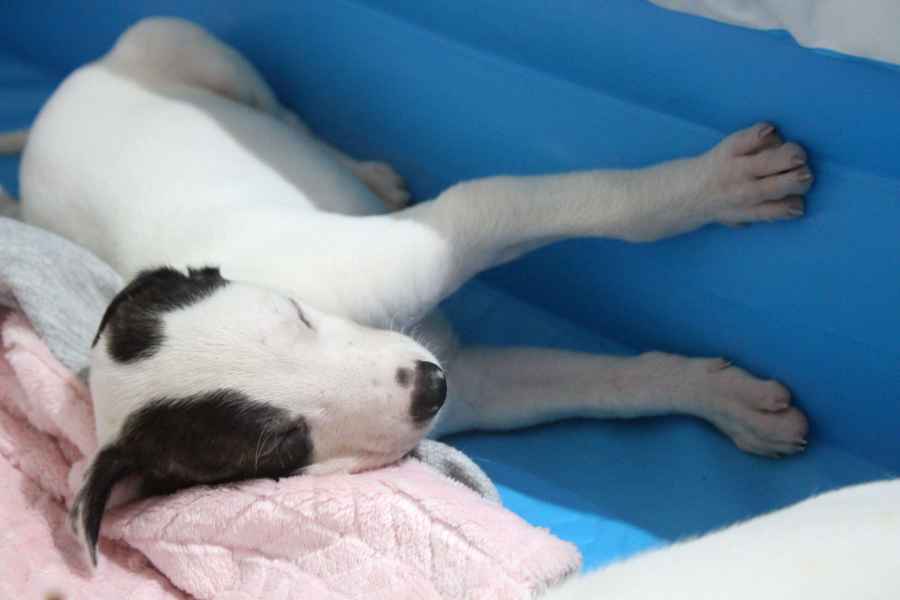 cuccioli levriero 