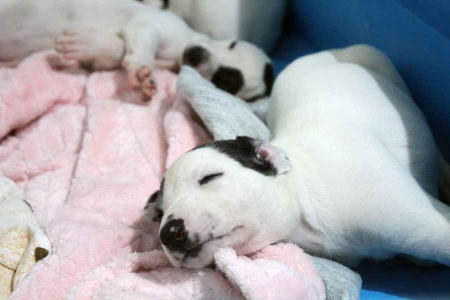 cuccioli levriero 