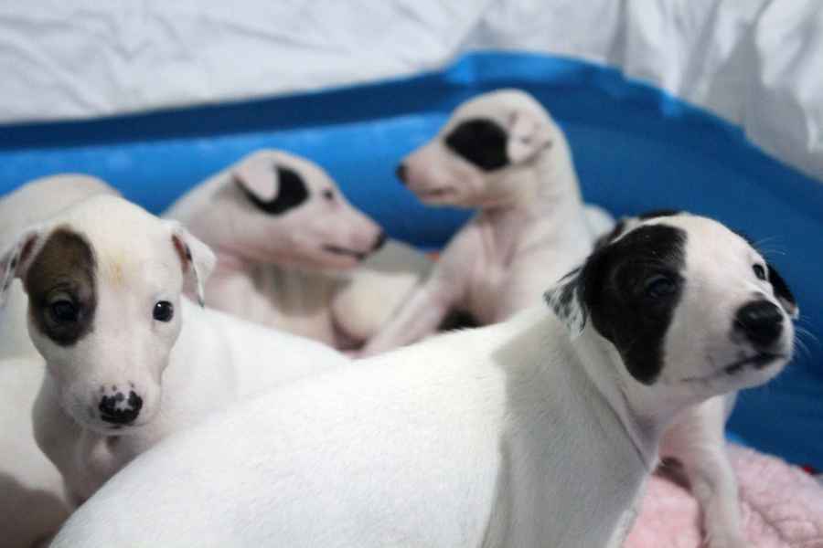 cuccioli levriero 
