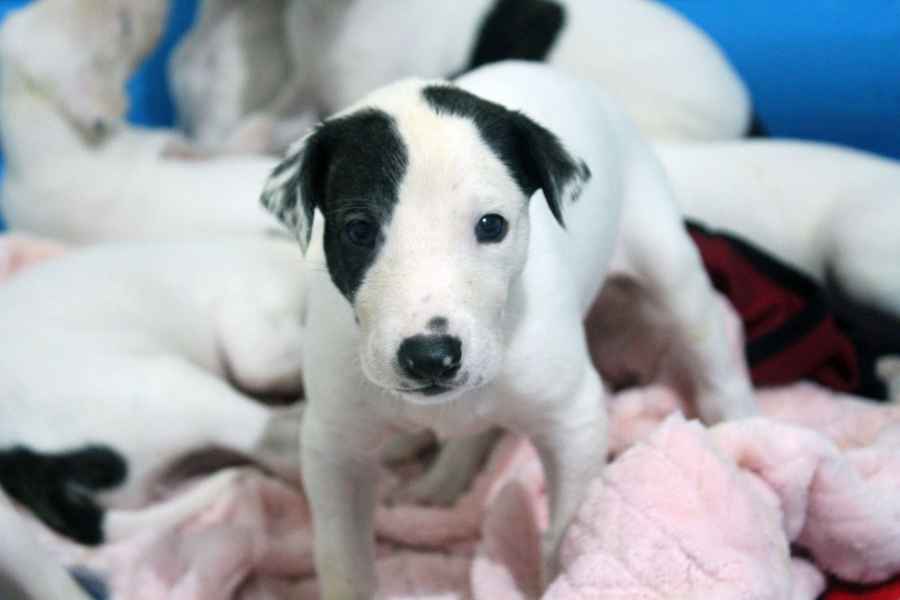 cuccioli levriero 