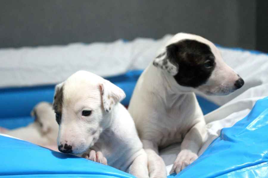 cuccioli levriero 