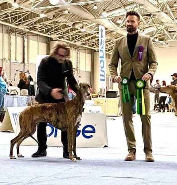 greyhound latin winner