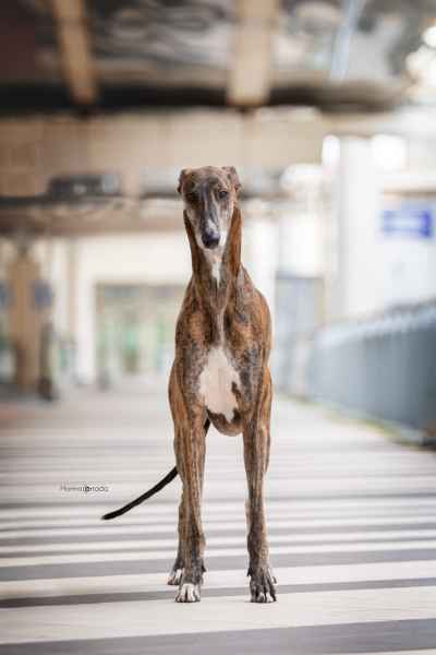 greyhound latin winner