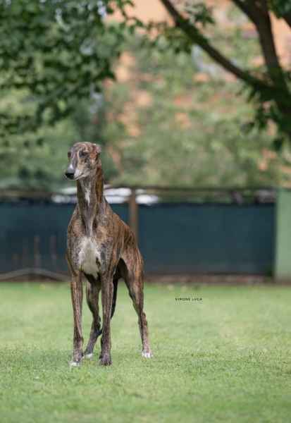 greyhound monza 2023