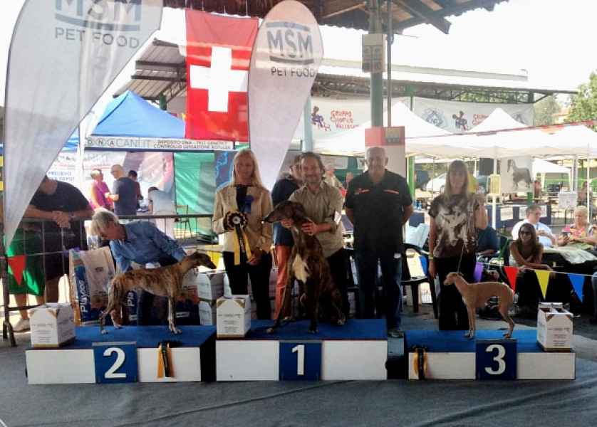 greyhound miglior levriero