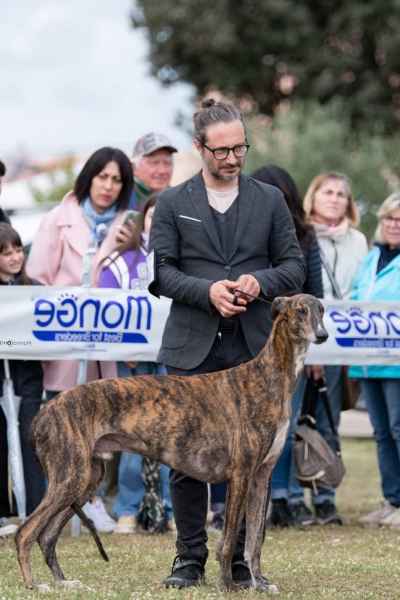 greyhound miglior levriero