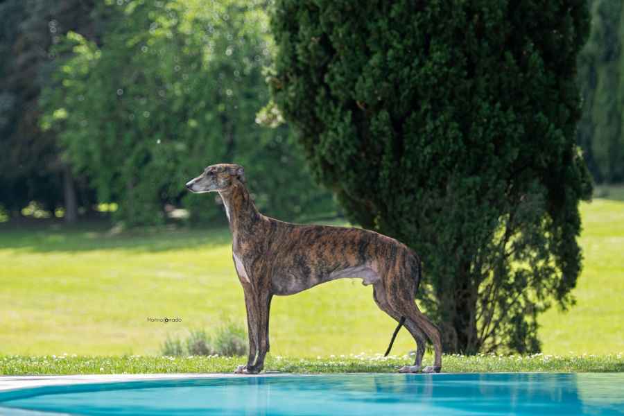 miglior greyhound maschio