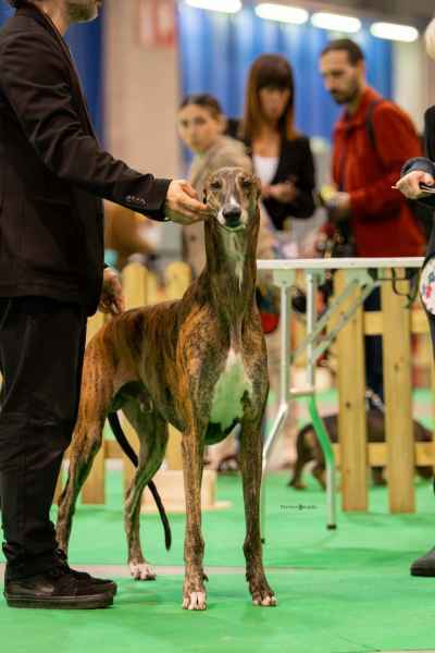 levriero greyhound