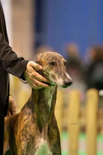levriero greyhound