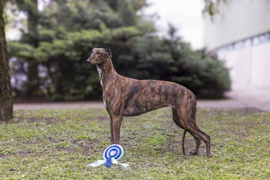 world dog show 24