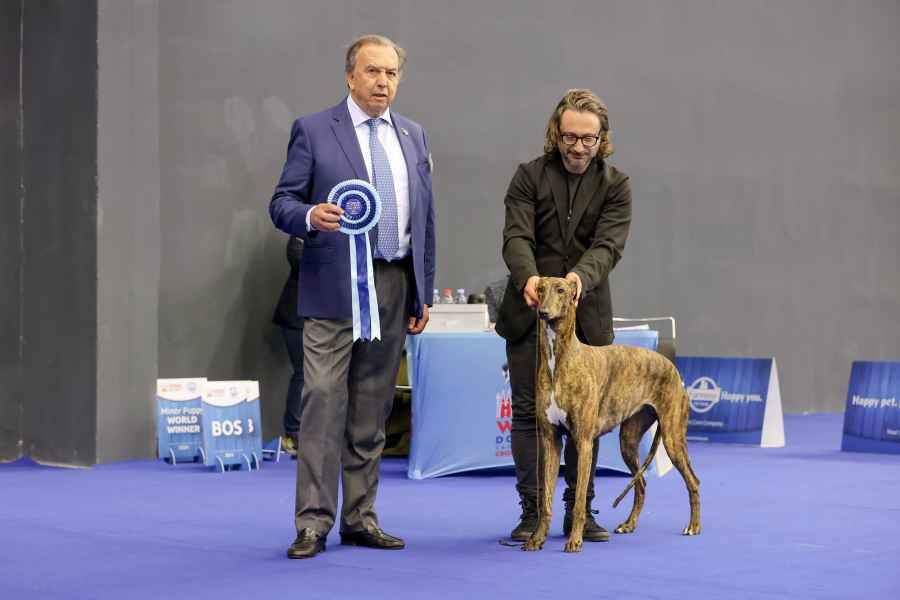 world dog show 24