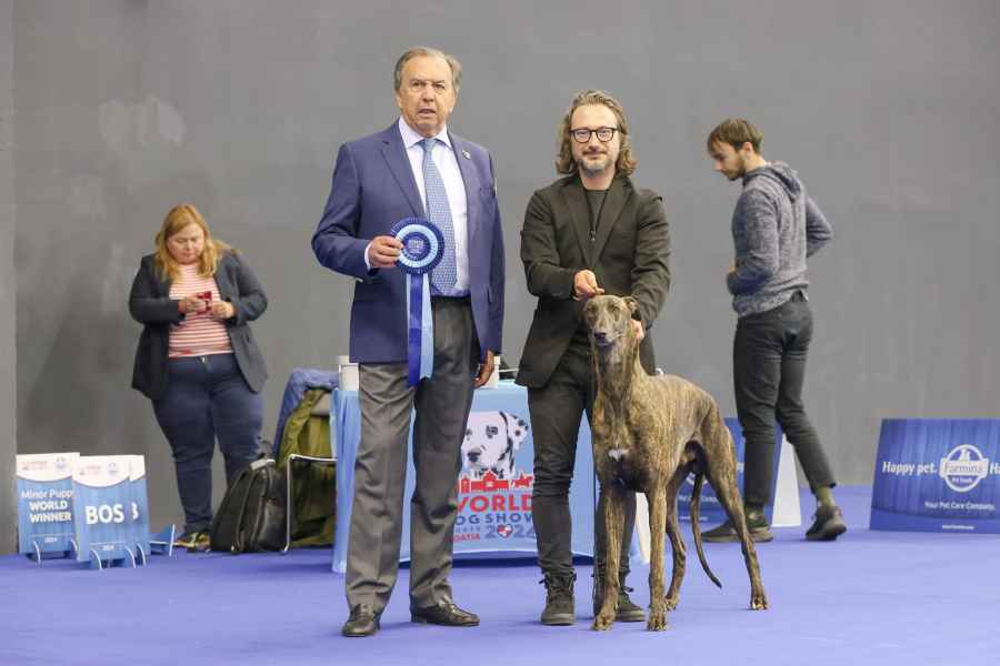 world dog show 24
