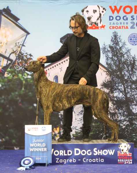 world dog show 24