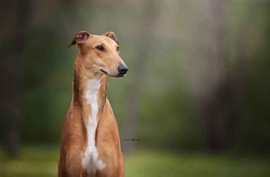 levriero greyhound