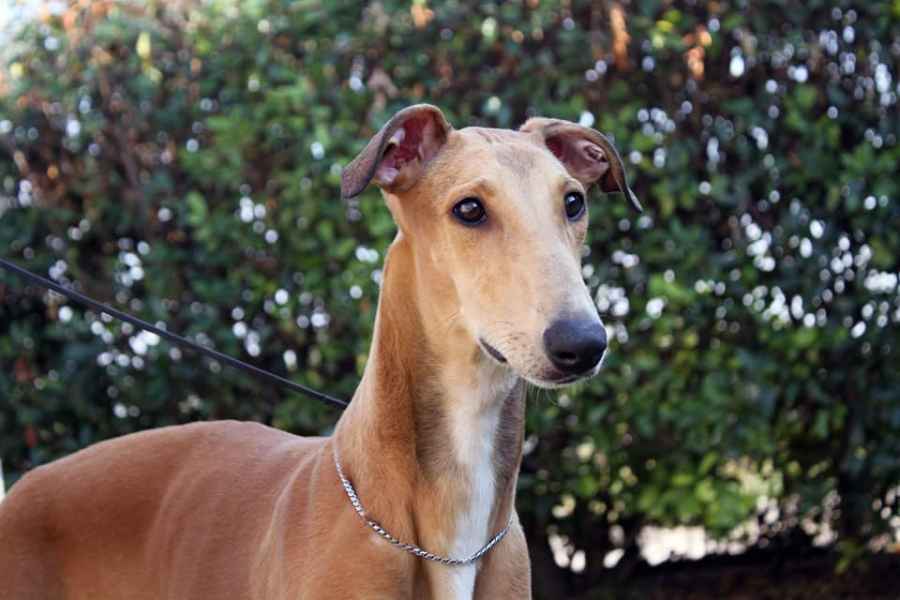 levriero greyhound
