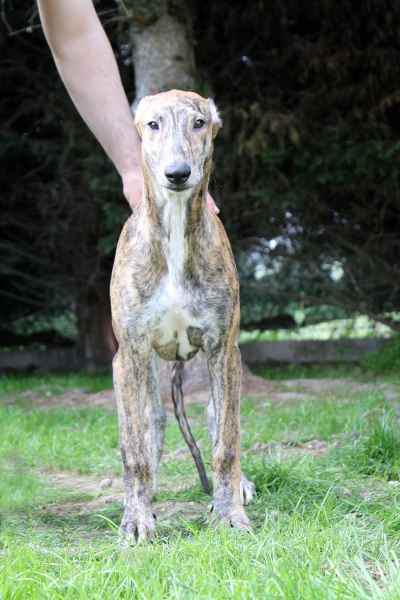 allevamento levrieri