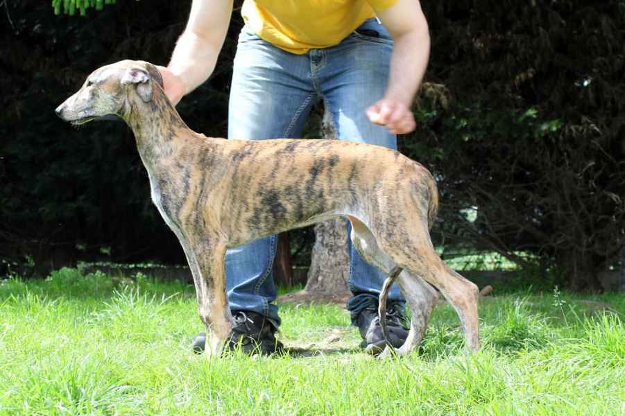 allevamento levrieri