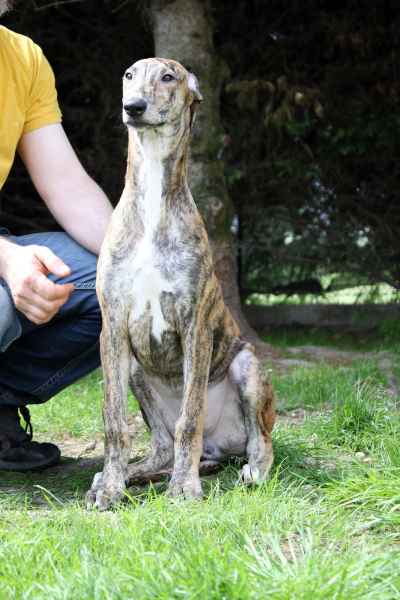 allevamento levrieri