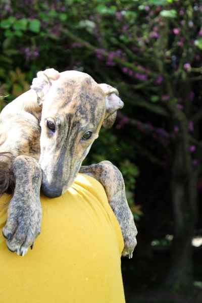 allevamento levrieri