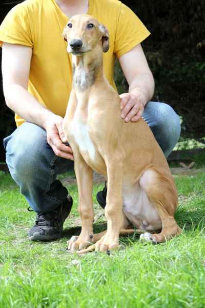 allevamento levrieri