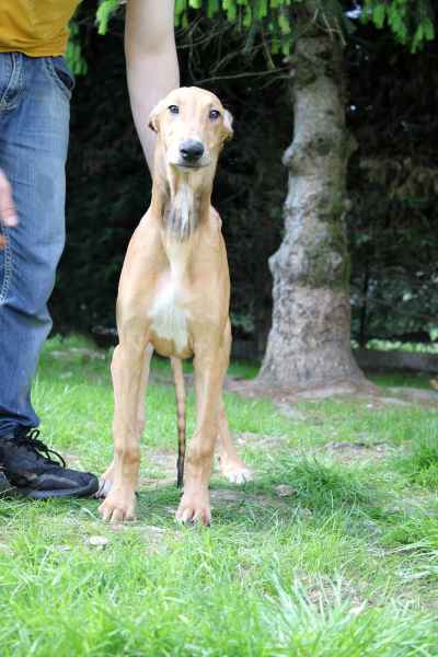 allevamento levrieri