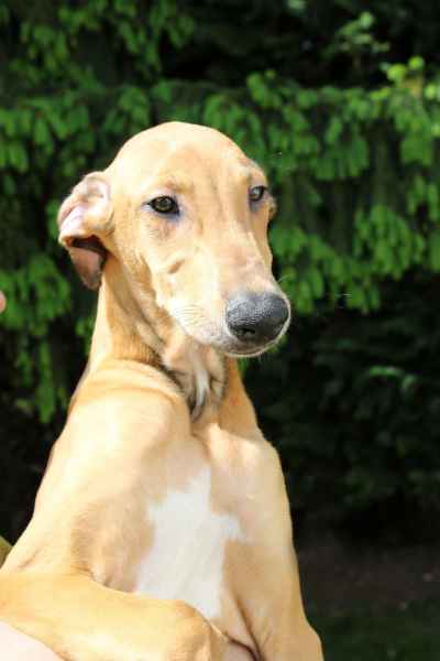 allevamento levrieri