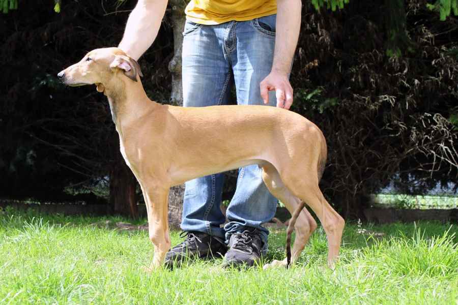 allevamento levrieri