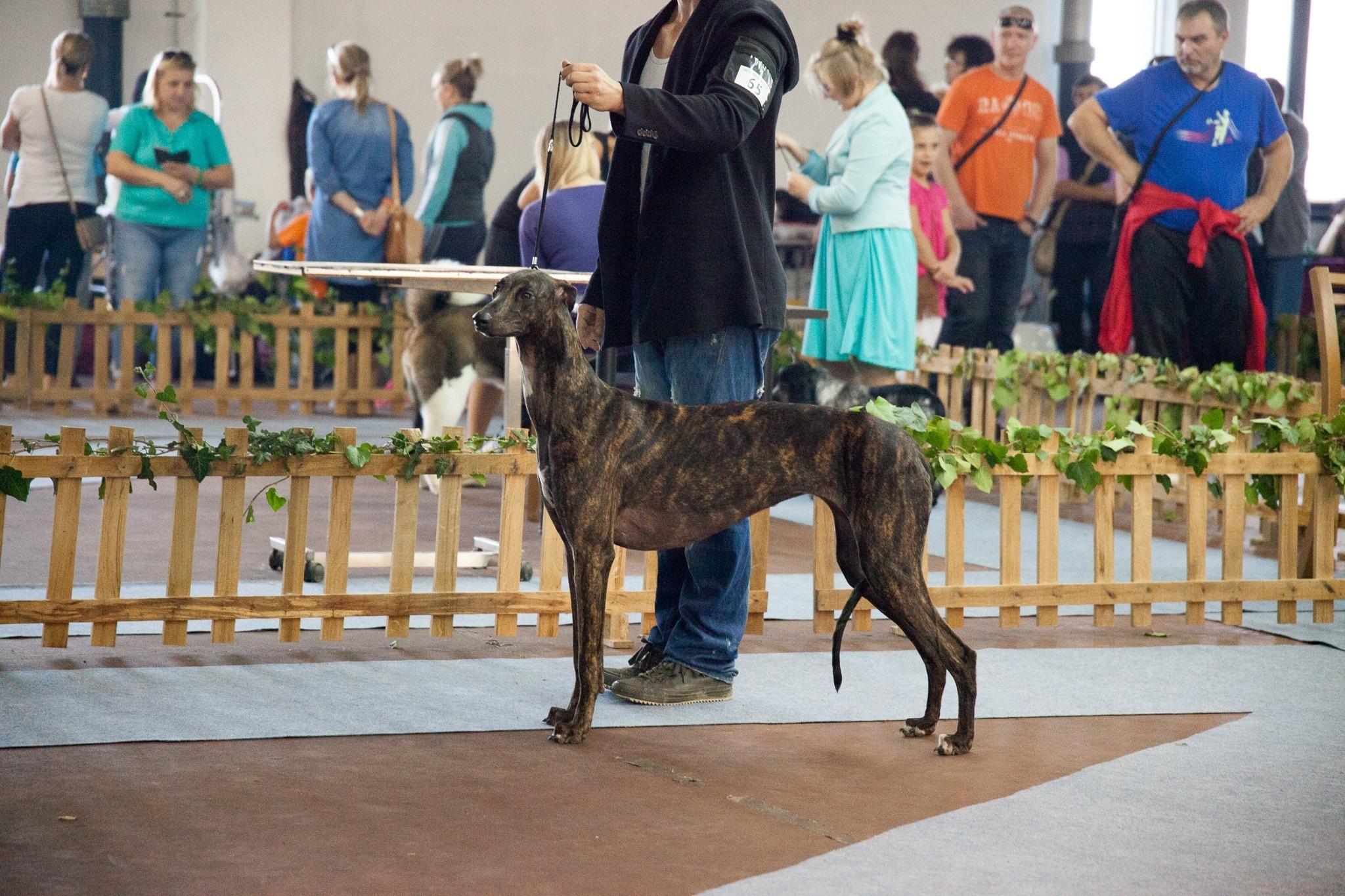 levriero greyhound